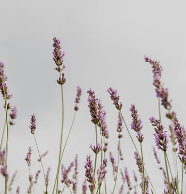 Lavanda